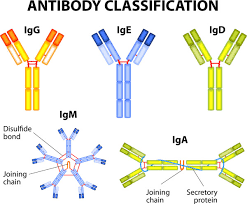 Immunoglobulin G A Primary Strategy In Secondary