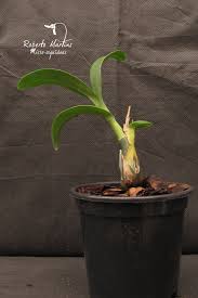 Image result for Polystachya valentina