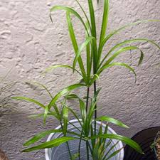 Image result for Cyperus platycaulis