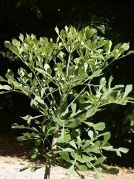 Image result for Cussonia zimmermannii
