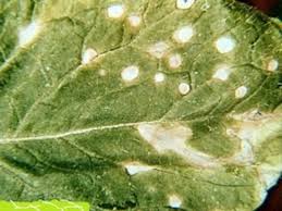 Powdery mildew and other types of fungi on plants. 17 Common Diseases Of Leafy Vegetables Photos Prevention And Treatment Dengarden