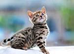 Is a Bengal Cat Hypoallergenic? - Bengal Cat Club