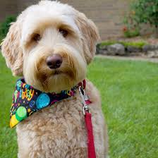 But none of them have been able to achieve the same impressive success. This Is Ludo Named After Ludo Bagman Anyone Else Have Other Obscure Harry Potter Pet Names Harrypotter