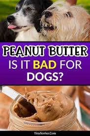 Can Dogs Eat Peanut Butter Is It Safe Tiny Terrier In 2020 Can Dogs Eat Dog Food Recipes Healthy Dog Food Recipes