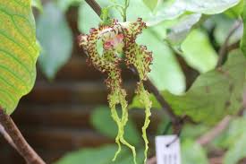 Image result for Monodora