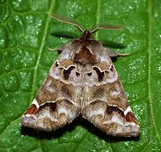 Image result for Pygaera timon