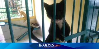 Saat hormon reproduksi kucing betina naik, badan kucing akan menjadi hangat. Ingin Sterilisasi Kucing Gratis Begini Caranya Halaman All Kompas Com