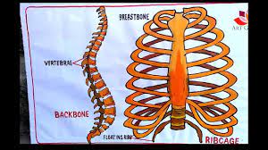 Vertebrae separated by intervertebral discs. How To Draw Human Spine And Rib Cage Diagram Youtube