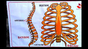 878x1024 human body spine diagram diagrams backbone diagram of human. How To Draw Human Spine And Rib Cage Diagram Youtube