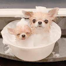 Bath Time Chihuahua Puppies Chihuahua Photos Chihuahua Mom