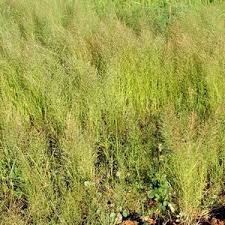 Image result for Eragrostis japonica