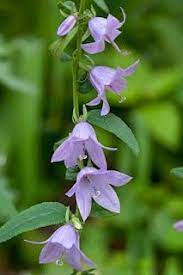 European Bellflower Campanula Rapunculoides Bellflower Wild Flowers Invasive Plants
