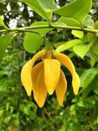 Image result for Artabotrys modestus