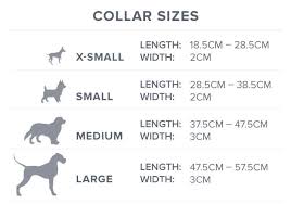 6 Factors To Consider When Choosing A Dog Collar