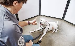We did not find results for: Dog Training To Stop Your Pet S Incessant Barking Petco