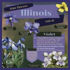 Image result for Psilotrichum sericeum