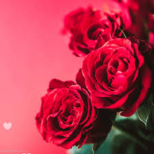 Beautiful love pictures beautiful gif love images bing images flowers gif beautiful rose flowers roses gif heart wallpaper love. Red Rose Love Heart Gif