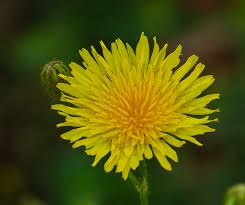Image result for Sonchus wilmsii