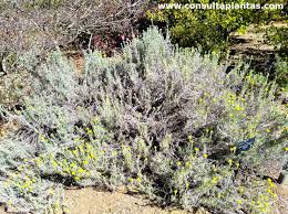Image result for Helichrysum polioides