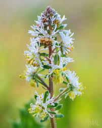 Image result for Resedaceae