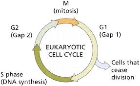 Record the number of cells in each phase of the cell cycle in the table below. Cell Cycle Stages