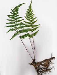 Image result for Pityrogramma calomelanos