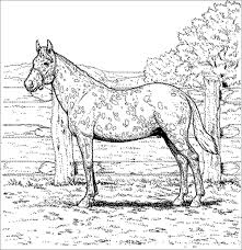 Get to know these animals better with these 10 fun facts about hor. Realistic Horse Coloring Pages To Print Coloringbay