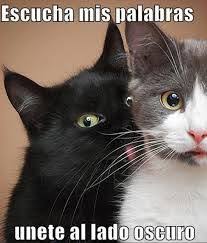 Videos Graciosos Memes Risas Gifs Graciosos Chistes Divertidas Humor Http Chistegraficos Tumblr Com Post 15783361 Imagenes De Gatos Graciosos Meme Gato Gatos