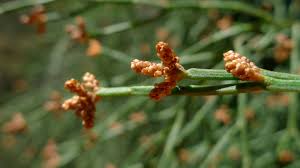 Image result for Callitris