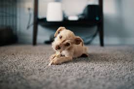 Move heavier furniture with carpet sliders. How To Unflatten Carpet And Clean Beyond The Surface
