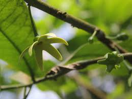 Image result for isolona