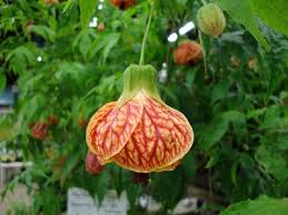 Tiger maple is not a species of maple tree, but an abnormality in less than 5 percent of common maples that produces a wavy, striped pattern in the grain. Abutilon Red Tiger Abutilon Tiger Eye Red Tiger Flowering Maple Tiger Eye Flowering Maple Plant Lust