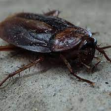 Buford pest control and heating & air companies. Pest Control In Buford Proactive Pest Control