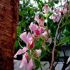 Image result for Bauhinia monandra