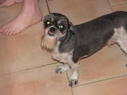 Maybe you would like to learn more about one of these? Dogs With Human Hairstyles Slapped Ham