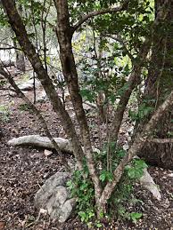 Image result for Drypetes gerrardii