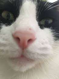 Black And White Cat With Pink Nose Pin By Linda Guzzaldo On Luna Di Luna The Tuxedo Cat Birth Date 05 15 2015 Male Thinks He Is A Dog Cute Puppies And Kittens Pretty Cats Cat Birth