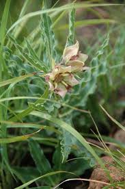 Image result for Pachycarpus concolor