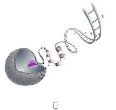 Dna to rna to protein to trait. Chapter 8 From Dna To Proteins 8 4 8 5 Flashcards Quizlet