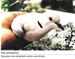Pada umumnya burung cucak ijo memiliki ukuran tubuh yang sedang yaitu panjangnya sekitar 22. Derkuku Om Kicau