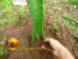 We did not find results for: Cara Menanam Pohon Buah Naga Dengan Stek Batang