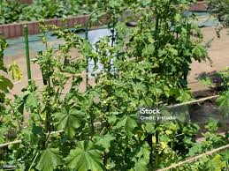 Image result for Malva verticillata