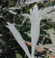 Image result for Artemisia sp.no.1