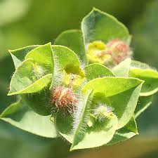 Image result for Mostuea hirsuta