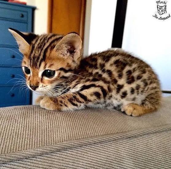 Bengal Cat