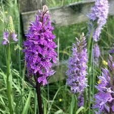 Image result for Fadogia fuchsioides