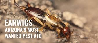 They are easily removed by vacuuming or sweeping them up, or by using shallow pans of water as traps around the perimeter of the house. Earwigs In Arizona Az Most Wanted Pests 10