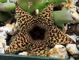 Image result for Huernia levyi