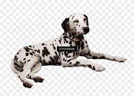 We did not find results for: Dalmatian Lying Down Dalmatian Laying Down Hd Png Download 2276x1523 5514749 Pngfind