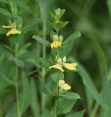 Image result for Justicia flava